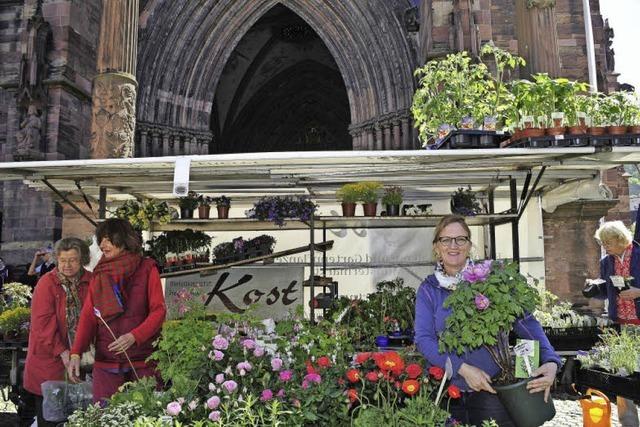 Grtnerfamilie Kost - seit 135 Jahren auf dem Mnstermarkt prsent