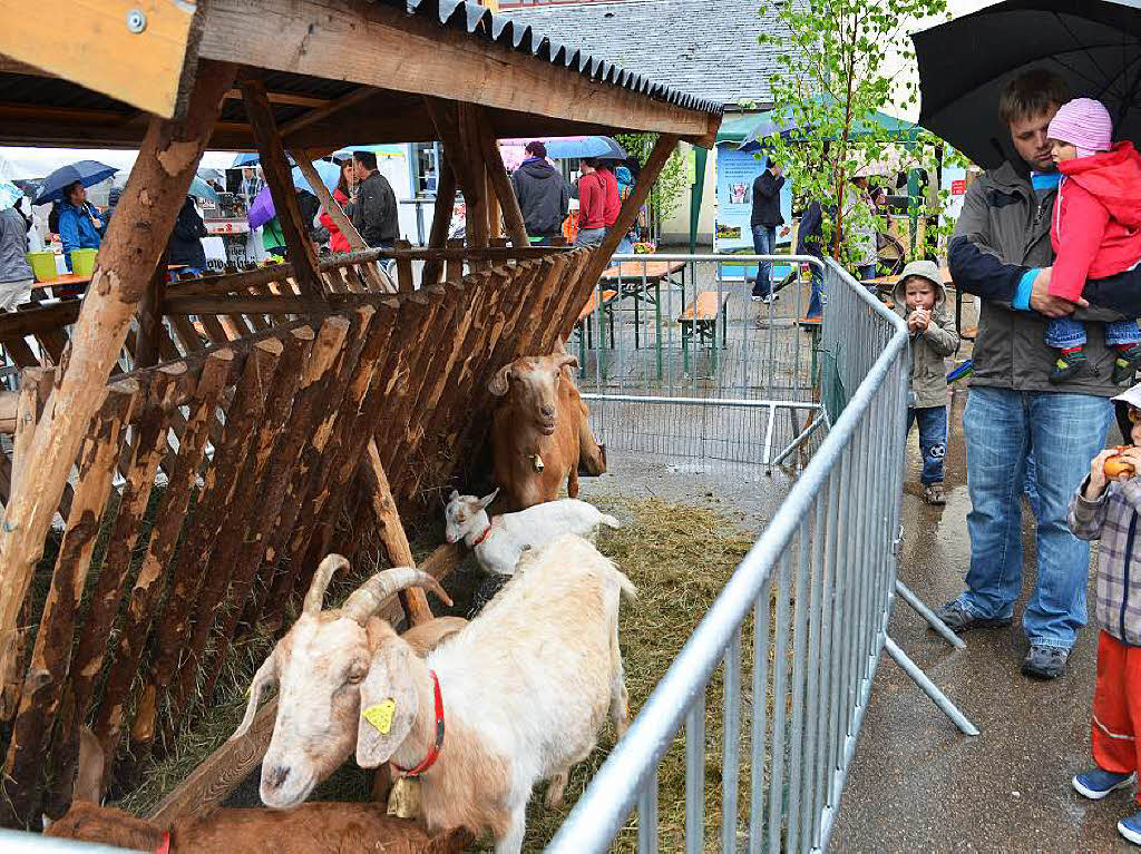 Im Zentrum des Marktes, mitten auf dem Schulhof, trotzte eine Ziegenfamilie unter dem Dach einer Futterkrippe dem Regen: ein Anziehungspunkt fr Kinder