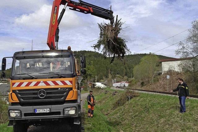 Wieder mehr Kreuzottern