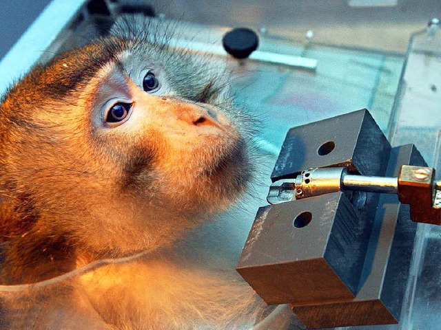 In Tbingen soll es keine Experimente an Affen mehr geben.  | Foto: dpa