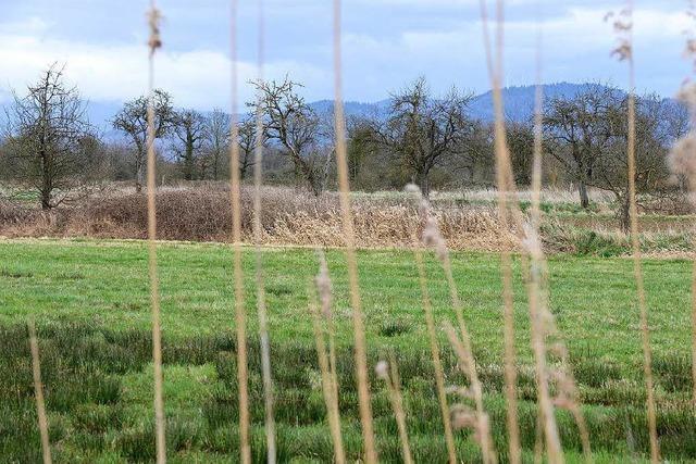 Freiburg tastet Naturschutz von Rieselfeld-West nicht an