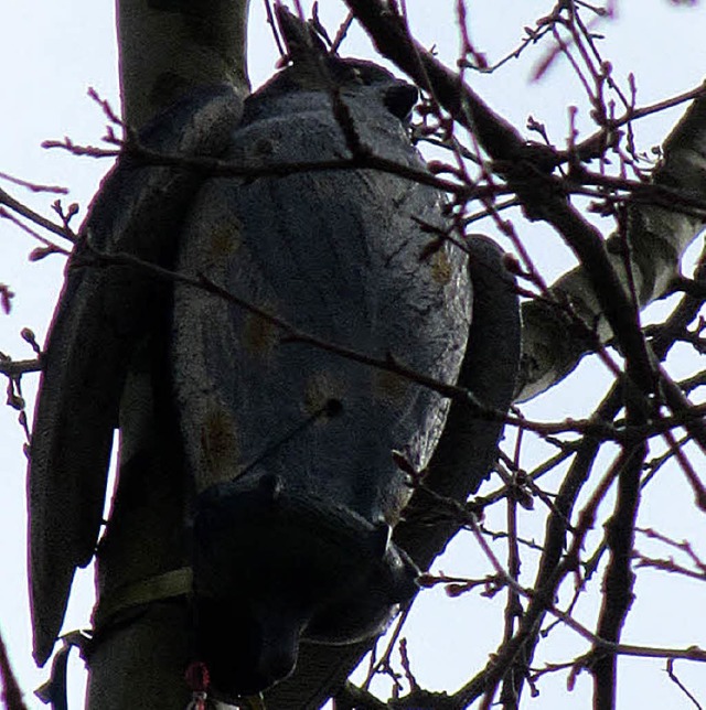 Ein mechanischer Uhu, der im Stadtgebiet von Bad Krozingen gute Dienste tut.  | Foto: Katja Mielcarek