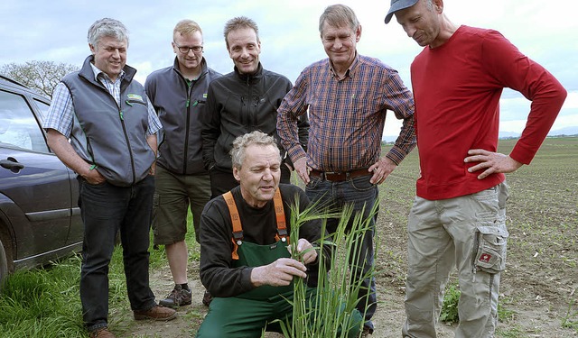 Pflanzenbauberater Michael Hoenig (vor...Gelbverzwergungsvirus anrichten kann.   | Foto: Christel Hlter-Hassler