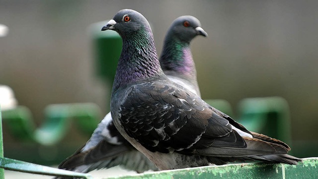 Tauben sind schn anzusehen.  Doch der...8211; zu einer lstigen Plage werden.   | Foto: dpa