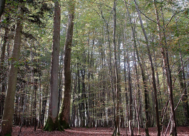 In Degerfelden werden 235 Hektar Wald neu geordnet.   | Foto: Petra Wunderle