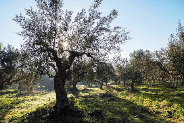 Olivenhain auf dem Peloponnes  | Foto: Martin Egbert