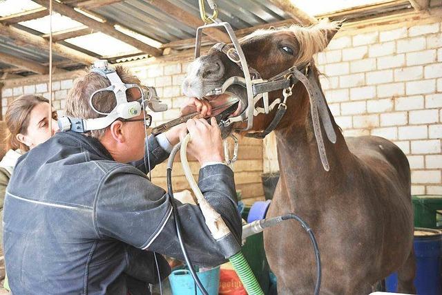 Auf tierischer Visite in Rheinfelden: Beim Pferdezahnarzt ist alles etwas grer