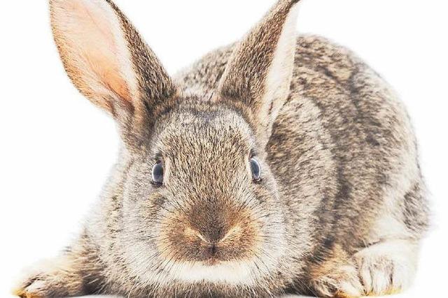 Tierquler steckt lebenden Hasen in Glascontainer