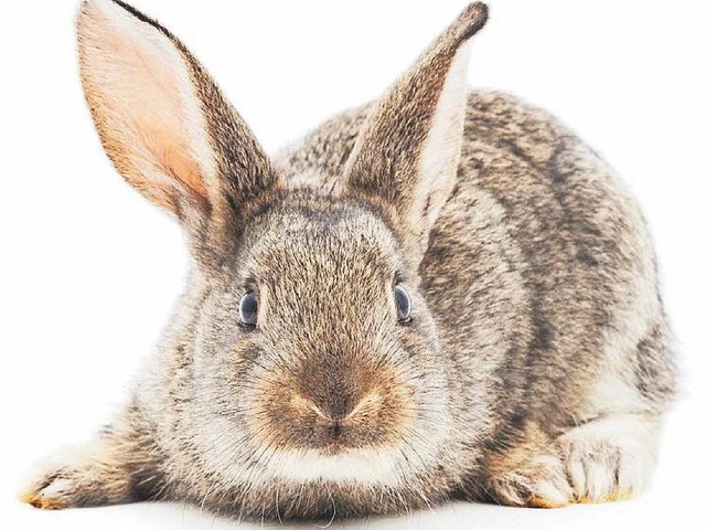 Ein unbekannter Tierquler hat in Herd...Hasen in einen Glascontainer gesteckt.  | Foto:  Anatolii, Fotolia.com