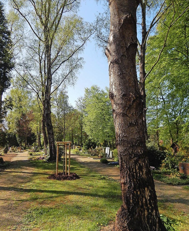 Hell und weitlufig wirkt der Stadtfriedhof jetzt.   | Foto: Claudia Gempp