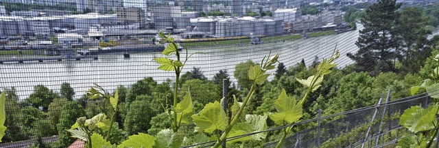 Netze sollen die  Reben schtzen. Whr...Blick in die Schweizer Nachbarschaft.   | Foto: Heinz Vollmar