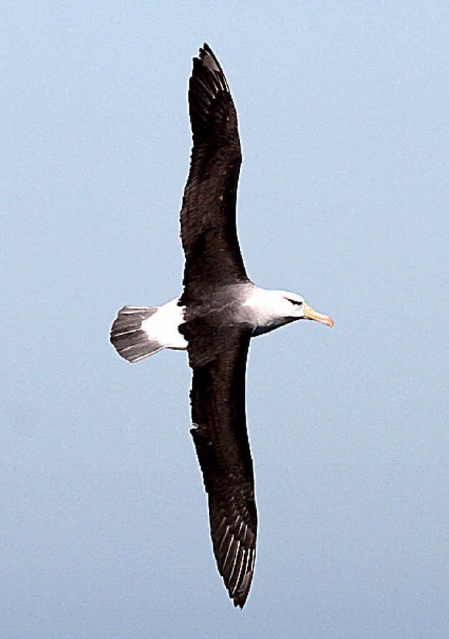 Dreht normalerweise seine Runden ber ...zeanen der Sdhalbkugel: Der Albatros   | Foto: dpa