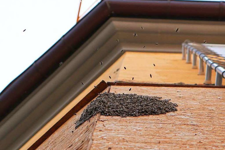 Rettung eines Bienenschwarms am Augustinermuseum. (Foto: Konstantin Goerlich) Rettung eines Bienenschwarms am Augustinermuseum. (Foto: Konstantin Goerlich)