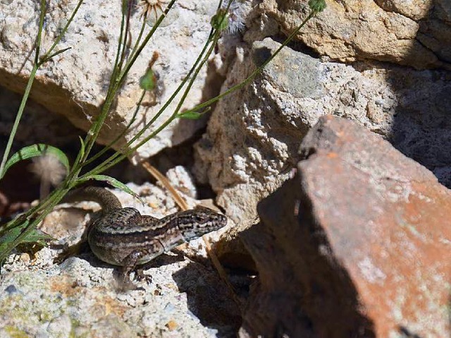 Stillgelegte  Gleise gelten als Eidechsen-Hotspot.  | Foto: Nikolaus Trenz