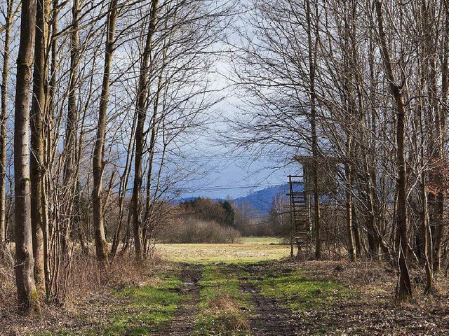 Der Tuferwald in Ichenheim  | Foto: Jonas Schlenker
