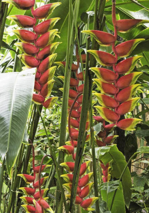 Der Botanische Garten In Freiburg Ein Garten Fur Alle S