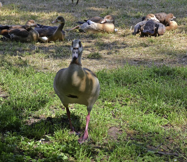 Die streitbare Nilgans mit ihren Jungen   | Foto: SENF