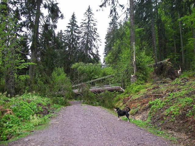 Viele Bume hat der Sturm abgebrochen ... Waldwege nicht begeh- oder befahrbar.  | Foto: Johannes Stowasser