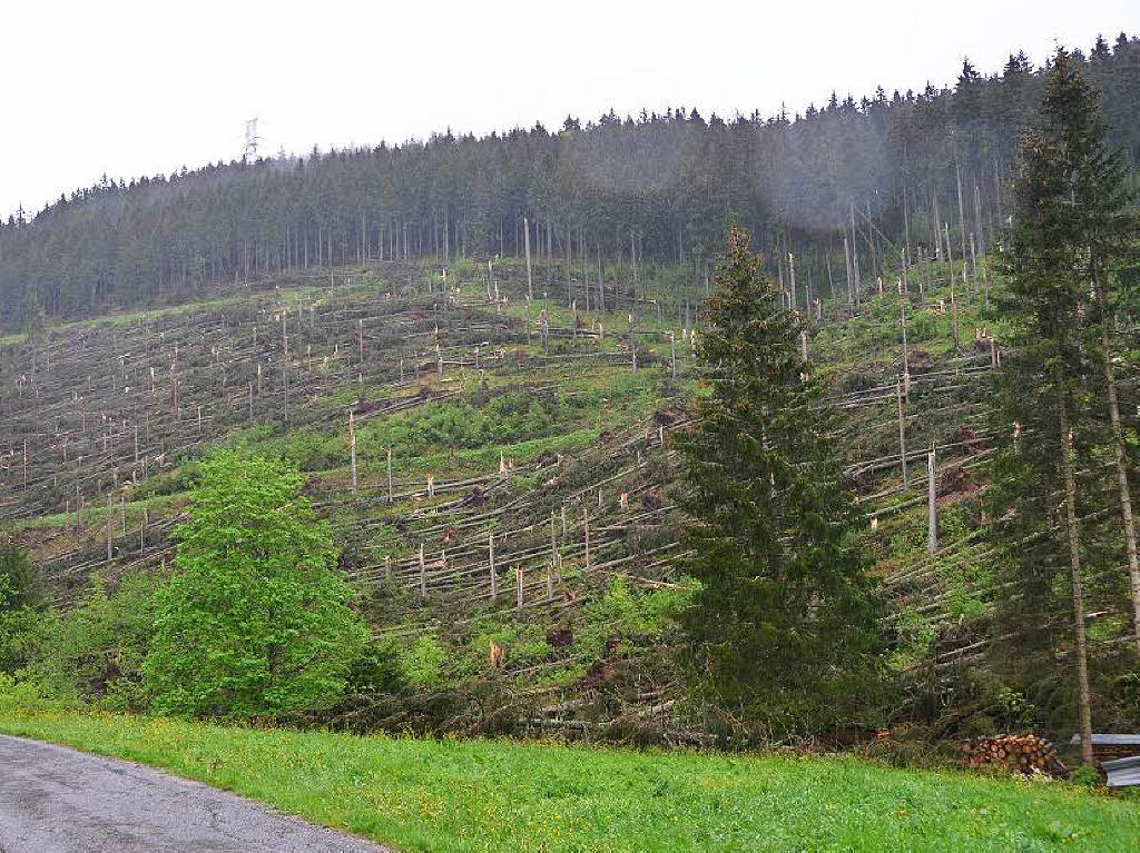 Das Unwetter  hat im Forst in Lenzkrich eine buchstbliche Schneise der Verwstung hinterlassen. Der Sturm hat von Feldberg  ber Lenzkirch bis nach Bonndorf bis zu 100000 Festmeter Holz  gefllt und gebrochen.