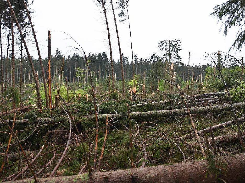 Der Wald bei Bonndorf ist stark beschdigt.