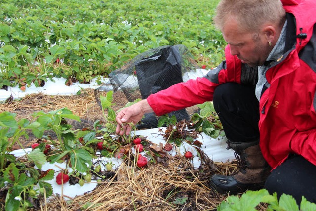 Angeschlagene Erdbeeren bei Merdingen  | Foto: Horst David