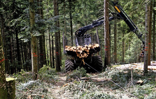 Grere Mengen Holz werden derzeit zwi...nweg und Brchau aus dem Wald geholt.   | Foto: Heiner Fabry
