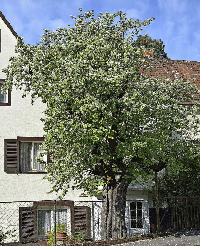Prachtexemplar: der Quittenbaum in der Hafnergasse in Mllheim  | Foto: Jens-Uwe Voss