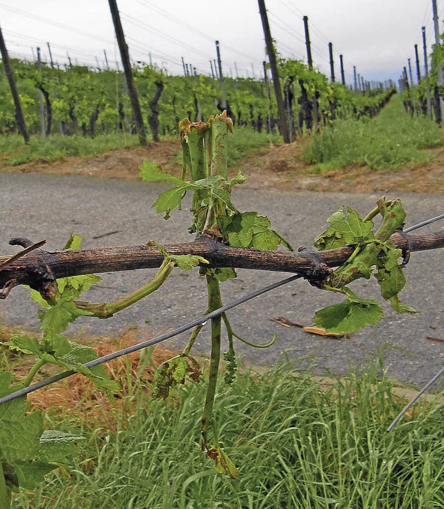 Zerstrte Reben am Kaiserstuhl  | Foto: Herbert Trogus