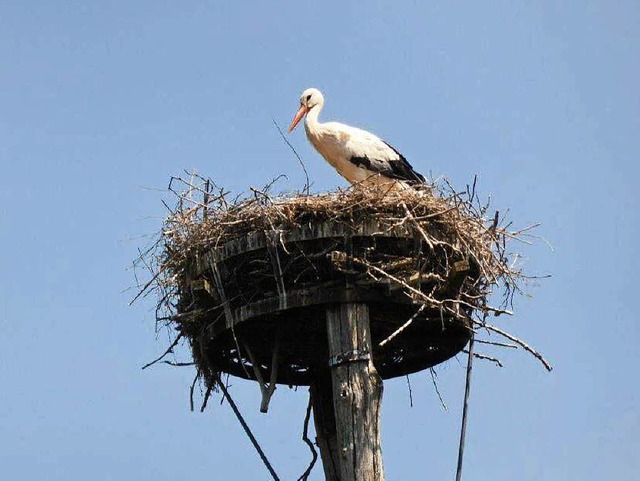 Ein Storch in seinem Nest am Gundelfinger Bauhof.  | Foto: Dieter Engelbrecht
