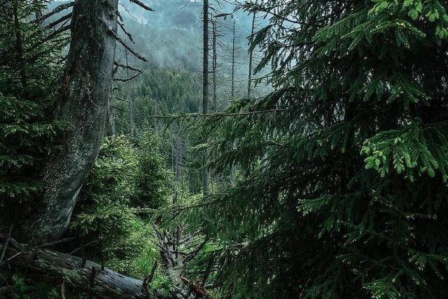 Mit der BZ in den neuen Nationalpark: Exkursion mit Fhrung