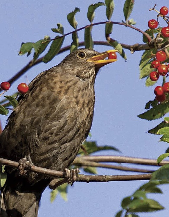 Vgel freuen sich ber Vogelkirschen.   | Foto: Nabu