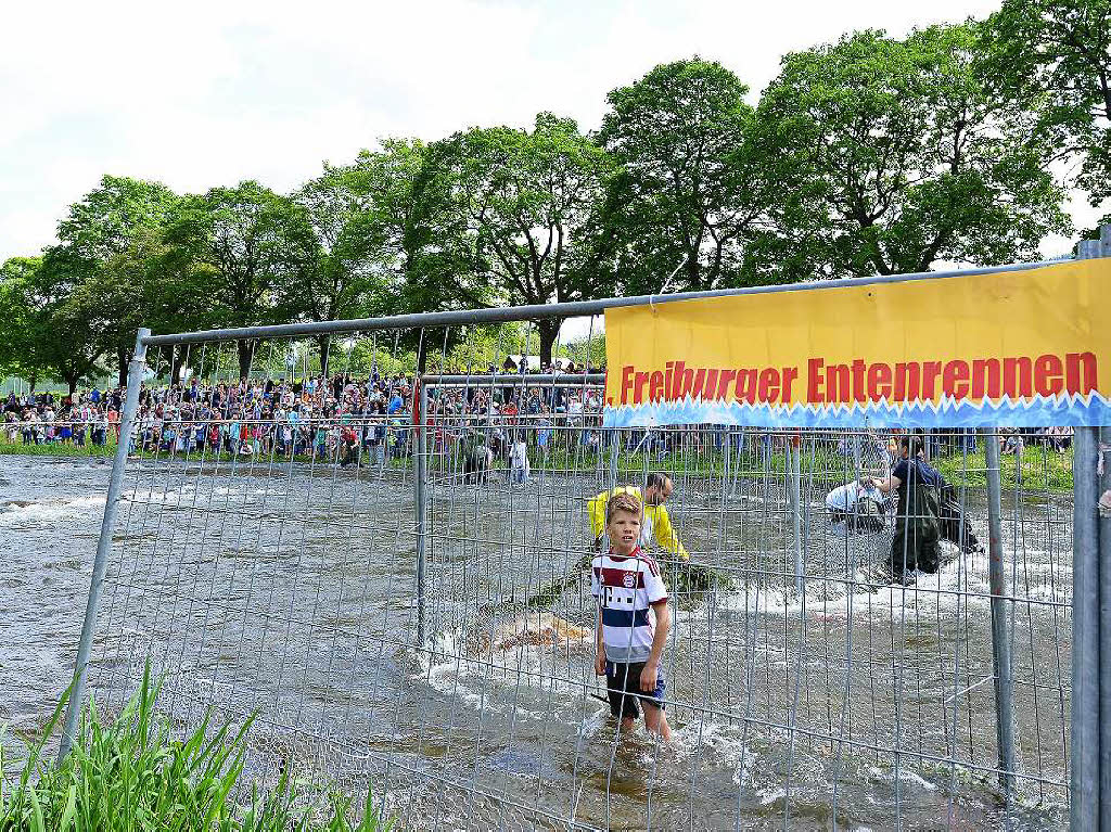 Quietschvergngt ist es beim Freiburger Entenrennen zugegangen. 7600 Gummitierchen schwammen in der Dreisam fr den guten Zweck.