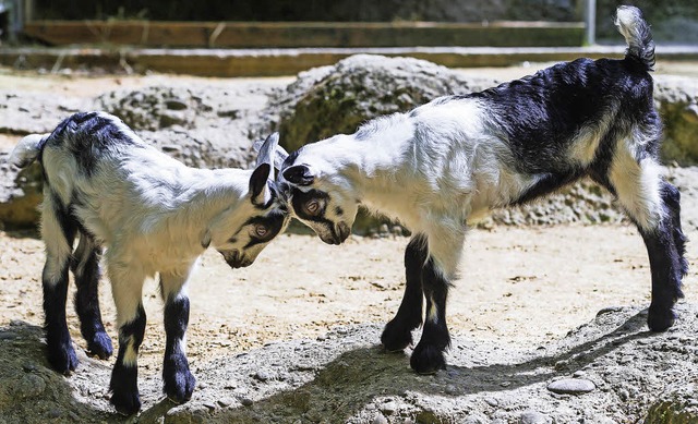 Diese beiden jungen Pfauenziegen im Zoo Basel sind erst wenige Wochen alt.   | Foto: Zoo Basel