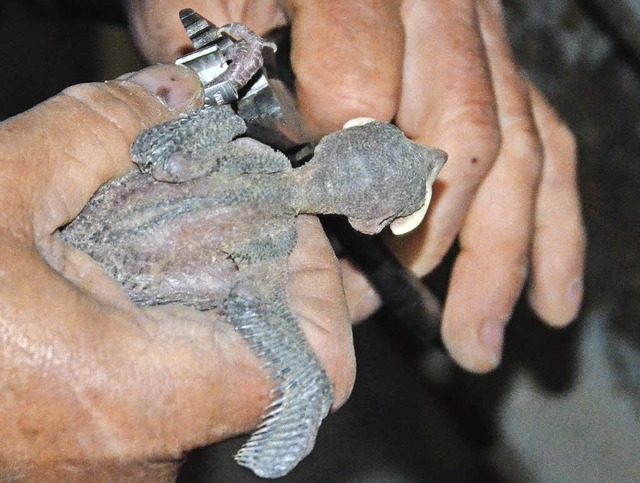 Jung-Dohle wird beringt und der Vogelwarte gemeldet.   | Foto: Trenz