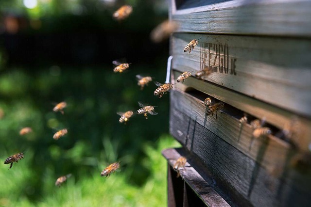 Sie fhlen sich auch in der Stadt  wohl: Bienen.  | Foto: Regula Wolf
