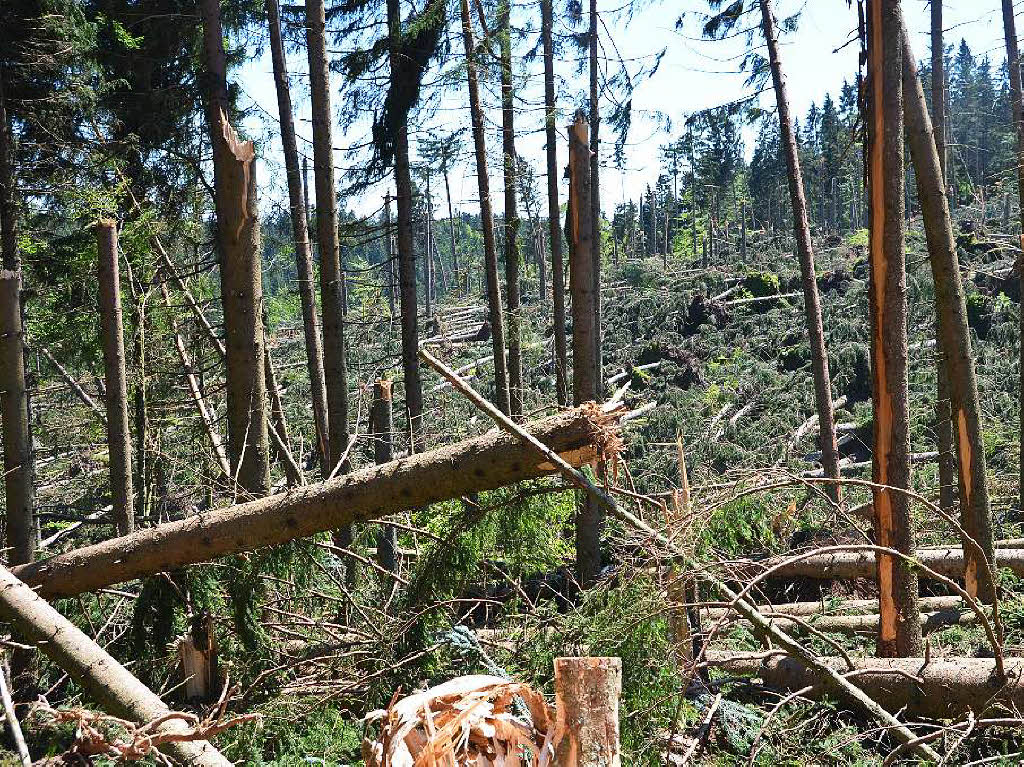 30000 bis 40000 Festmeter Holz liegen im Bonndorfer Stadtwald am Boden. Den Schaden schätzt Bürgermeister Michael Scharf auf rund zwei Millionen Euro. 30000 bis 40000 Festmeter Holz liegen im Bonndorfer Stadtwald am Boden. Den Schaden schätzt Bürgermeister Michael Scharf auf rund zwei Millionen Euro.