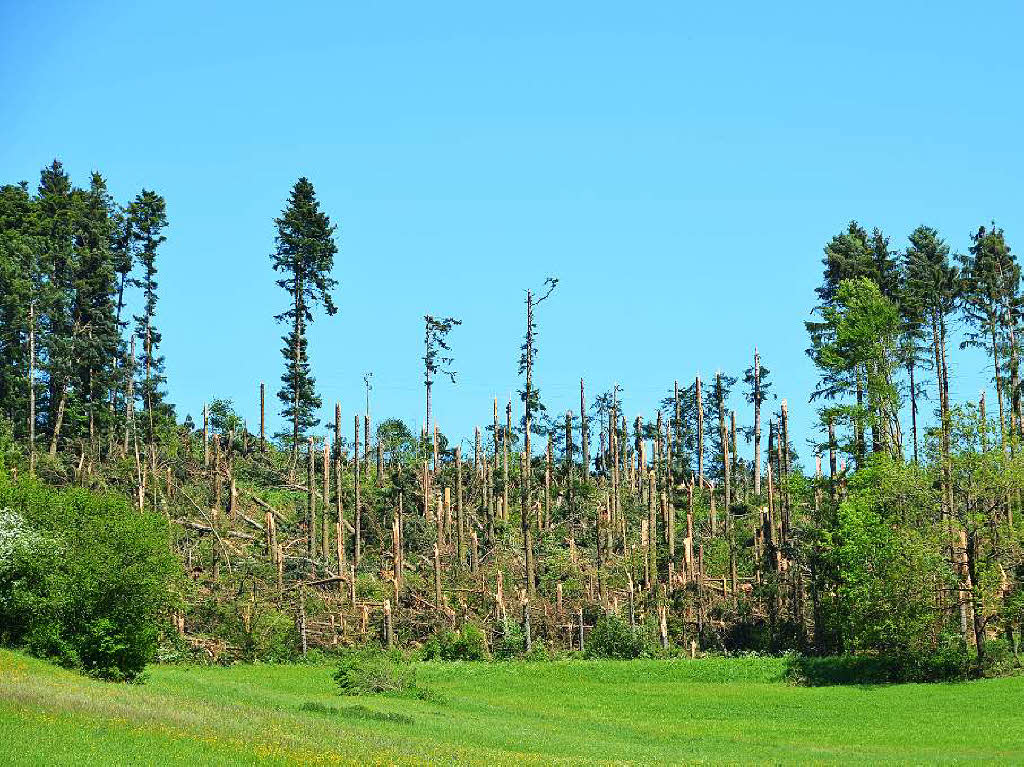 Auch dieses Waldstück bei Brunnadern hat der Tornado zerstört. Auch dieses Waldstück bei Brunnadern hat der Tornado zerstört.