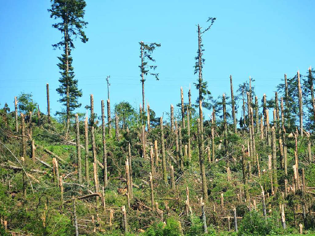 Auch dieses Waldstück bei Brunnadern hat der Tornado zerstört. Auch dieses Waldstück bei Brunnadern hat der Tornado zerstört.