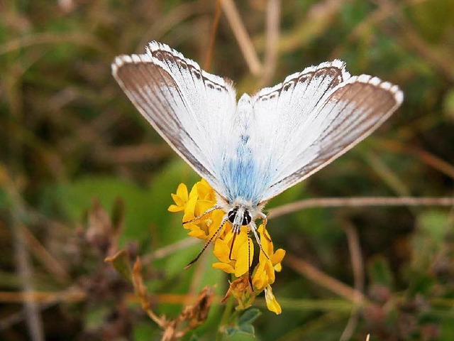 Ein Silbergrner Bluling  | Foto: dpa/Thomas Schmitt