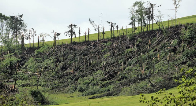 Tornadoschden bei Lausheim. Insgesamt... 9000 Festmeter Sturmholz angefallen.   | Foto: Juliane Khnemund