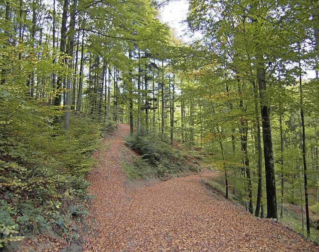 36 Prozent des Buchenbacher Baumbestands sind Laubwald.   | Foto: Donner