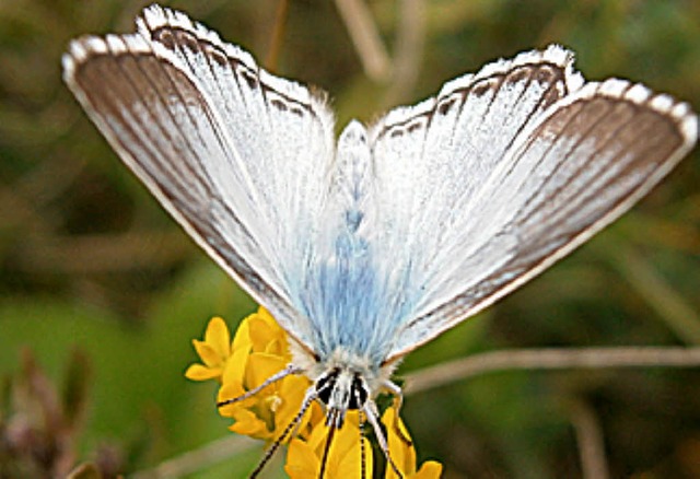 Der Silbergrne Bluling  | Foto: dpa