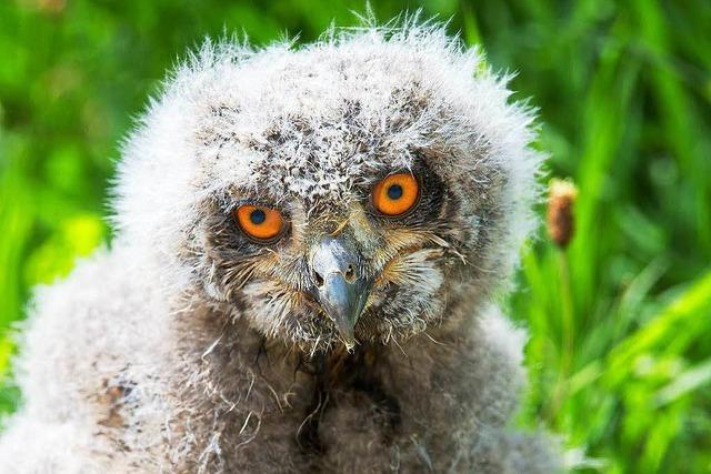 Fotos: Greifvogel-Flugschau in Bonndorf