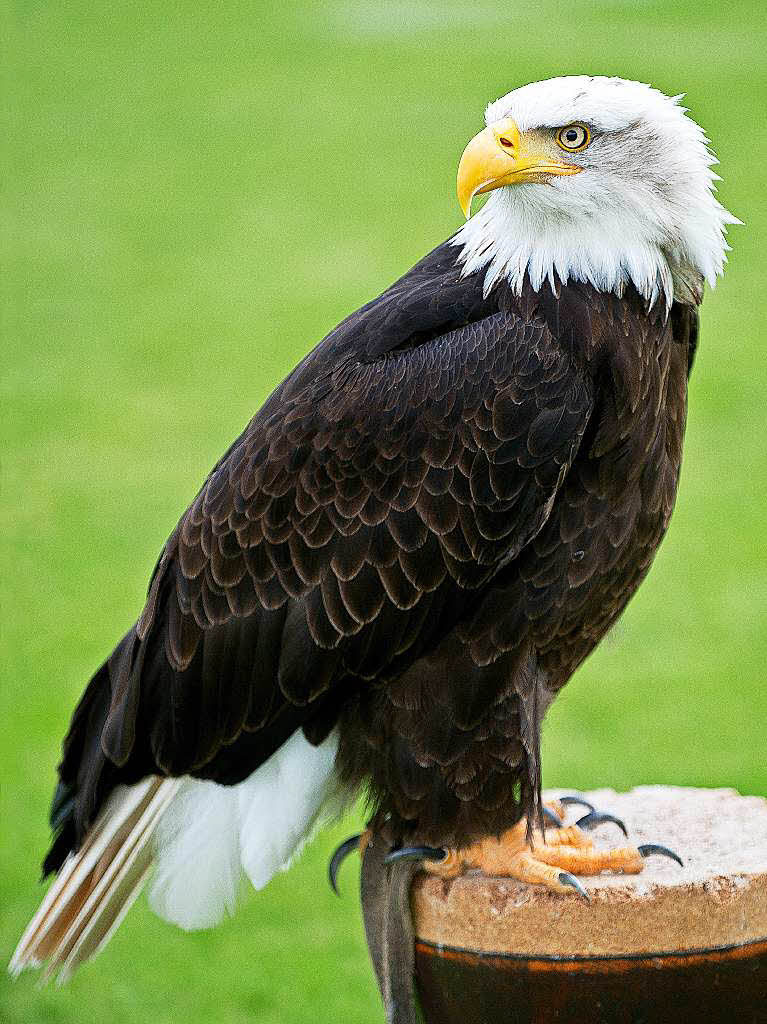 Seeadler, Steppenadler, Jagdfalke, Bussard und Eule im Freiflug ber dem Bonndorfer Waldstadion – hautnah und kommentiert von Falkner Franz Ruchlak aus Lffingen - Bachheim.