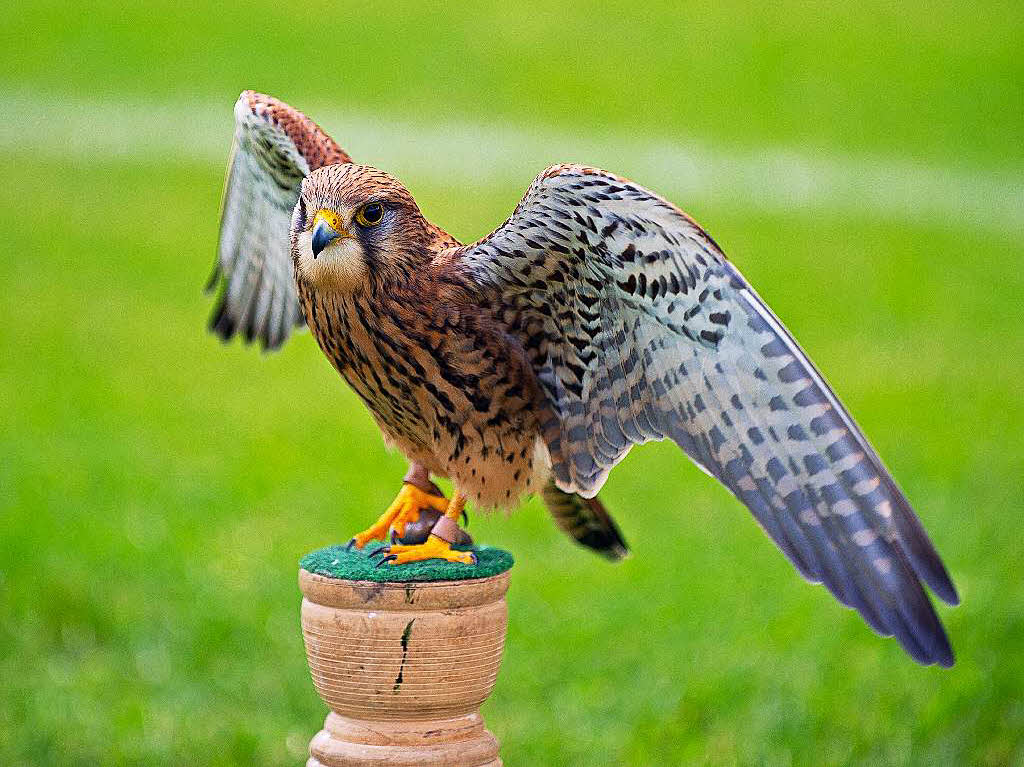 Seeadler, Steppenadler, Jagdfalke, Bussard und Eule im Freiflug ber dem Bonndorfer Waldstadion – hautnah und kommentiert von Falkner Franz Ruchlak aus Lffingen - Bachheim.