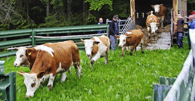 Vom Viehtransporter in das Auftriebsga... und Landschaftspflegeverband Marzell.  | Foto: Rolf-Dieter Kanmacher