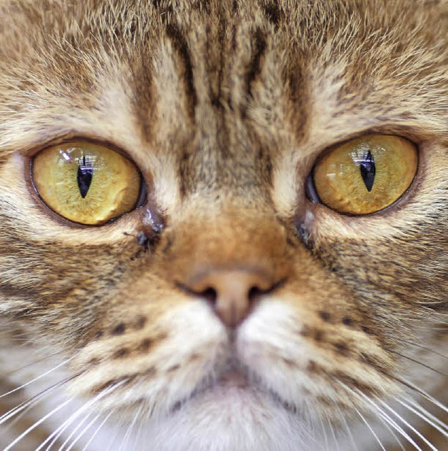 Die Katzen sind mittlerweile ausgezogen.   | Foto: Symbolfoto: dpa