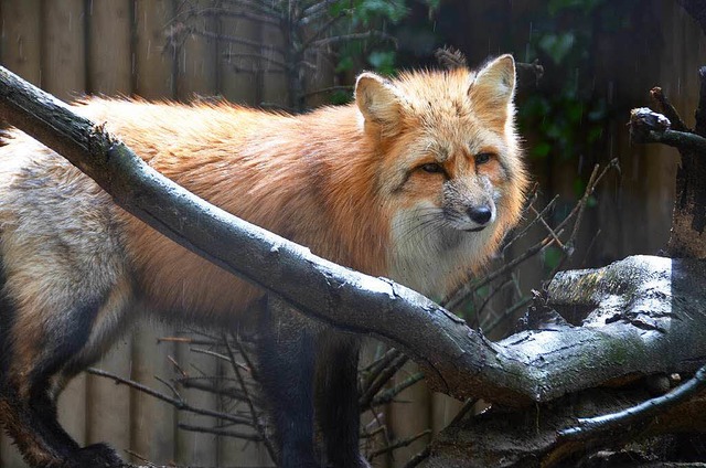 Die im Zoo gehaltene Fuchsart ist tagaktiv.  | Foto: Sylvia Timm