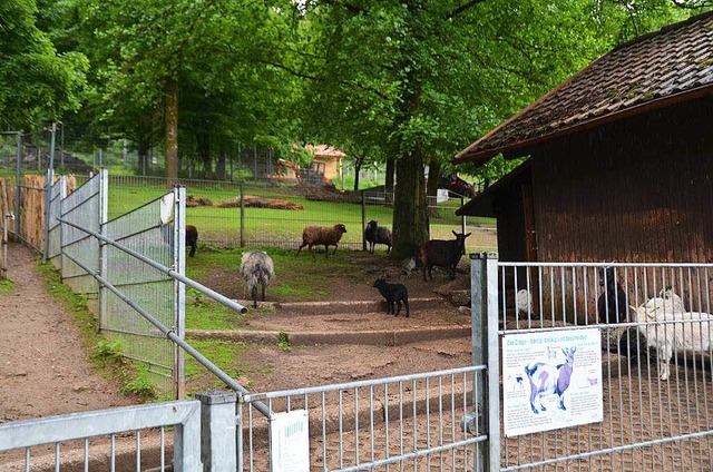 Das Streichelgehege wird aufgeteilt fr Ziegen, Schafe und Schweine.  | Foto: Sylvia Timm