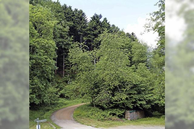 Gemeinde verdient gutes Geld mit Wald